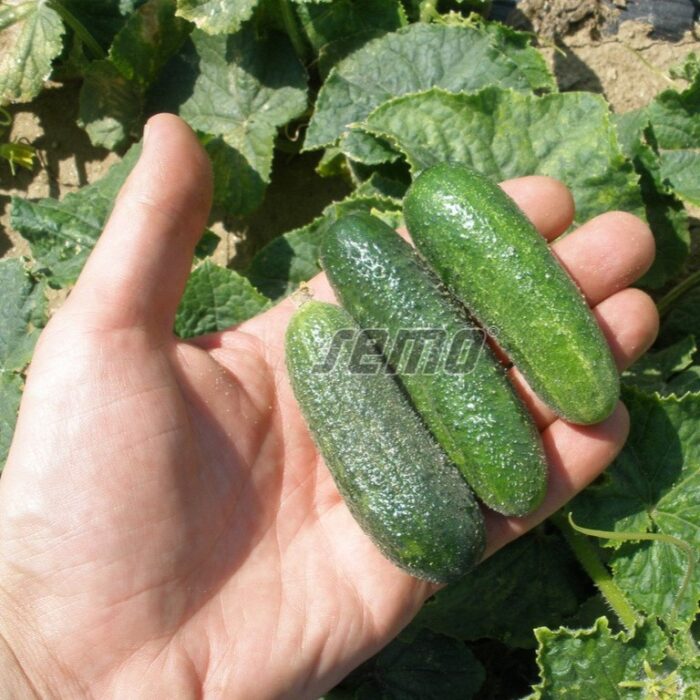 GURĶI - SONADA F1 - 1000 sēklas - Image 2