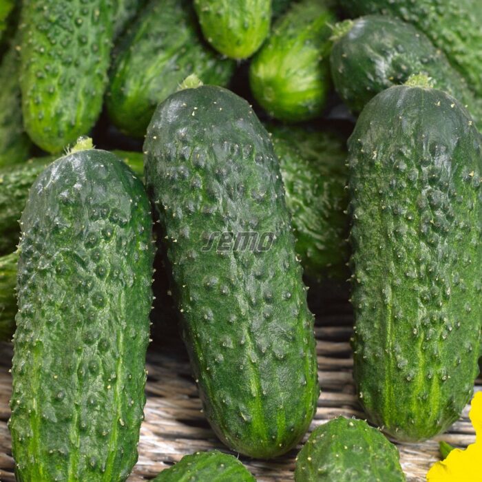 GURĶI - DAFNE F1 - 500 sēklas - Image 2