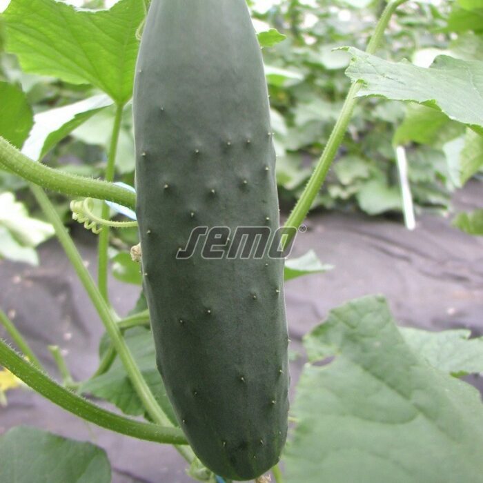 GURĶI - CHEER F1 - 1000 sēklas - Image 2