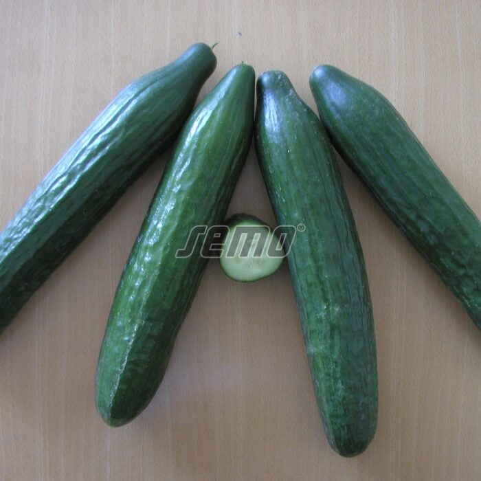 GURĶI - TRIBUTE F1 - 500 sēklas - Image 2