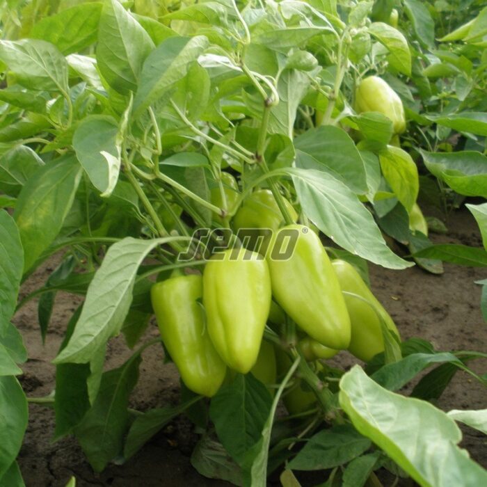 PAPRIKA - RADUZA F1 - 1000 sēklas - Image 2