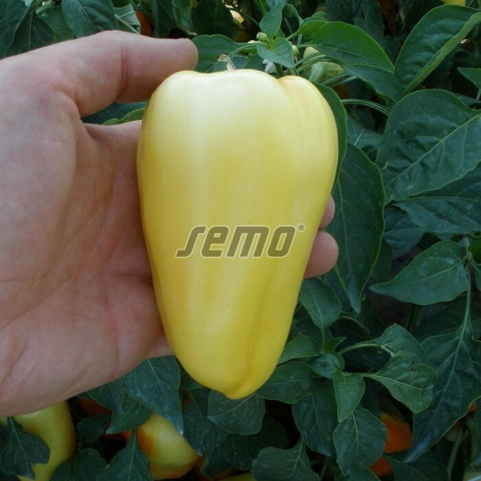 PAPRIKA - AMYKA F1 - 100 sēklas - Image 2