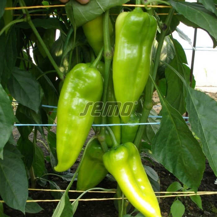 PAPRIKA - RADMILA F1 - 500 sēklas - Image 2