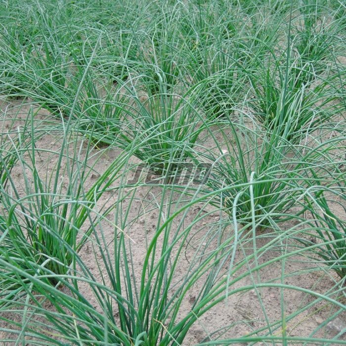 MAURLOKI - PRAGA - 0.3 kg - Image 2