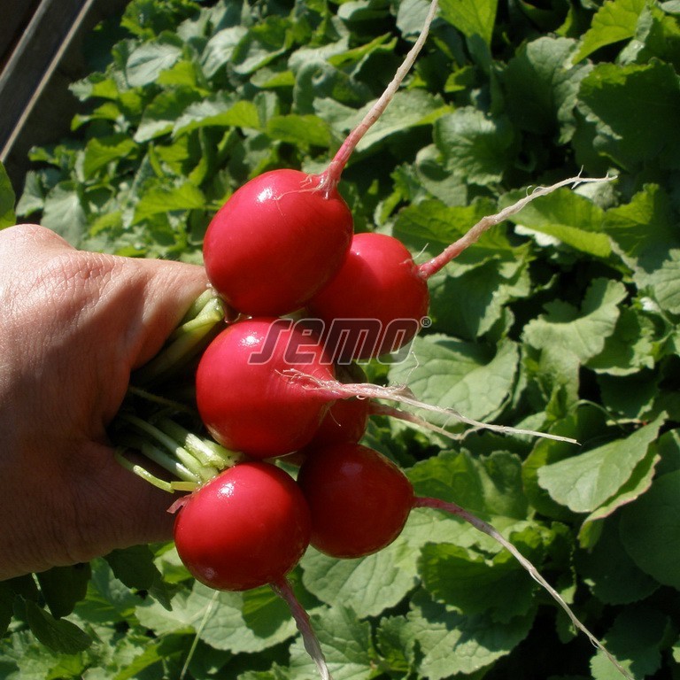 34211.jpg