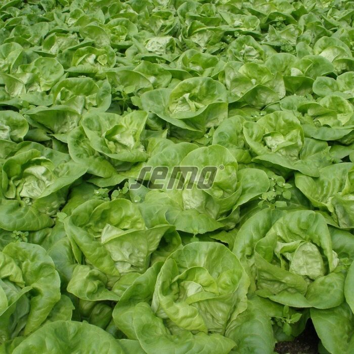 37505000.jpg