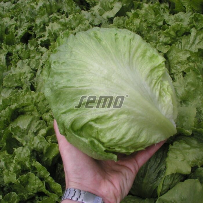 385530.jpg