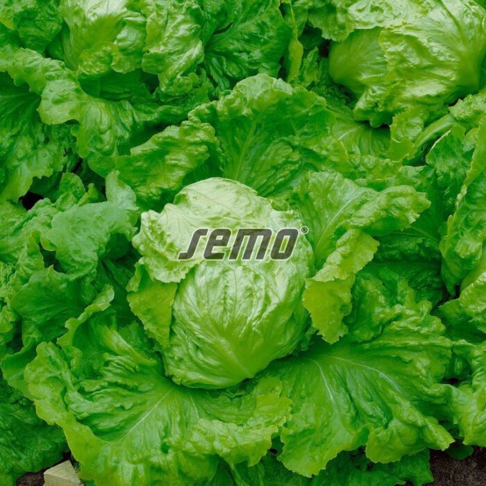 38575000.jpg