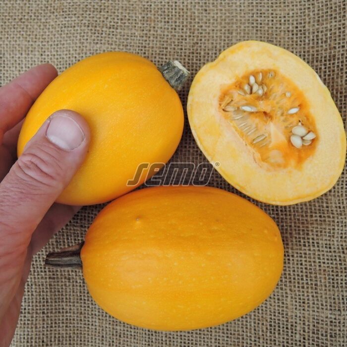 KABAČI (CUKINI) - BABY SPAGHETTI F1 - 500 sēklas - Image 2