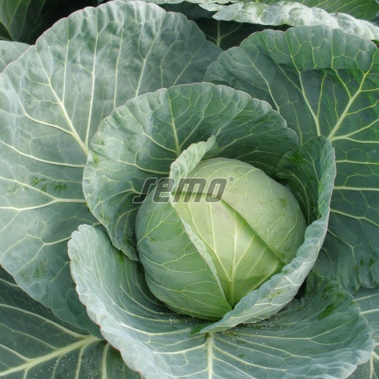 420250.jpg