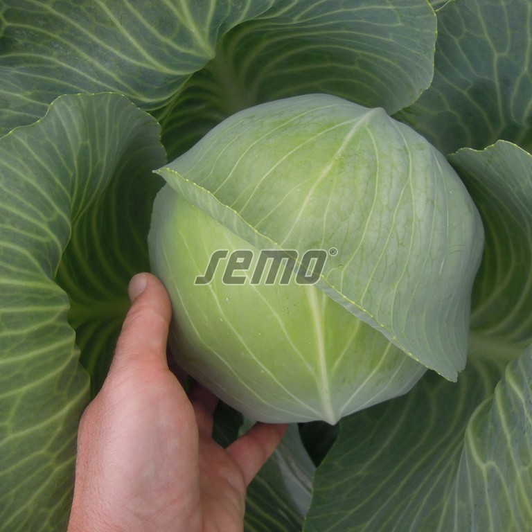 42061000.jpg