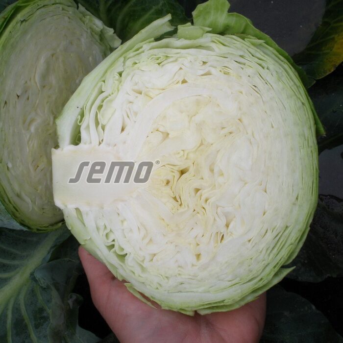 KĀPOSTI, galviņu - UNIKAT F1 - 0.03 kg - Image 2