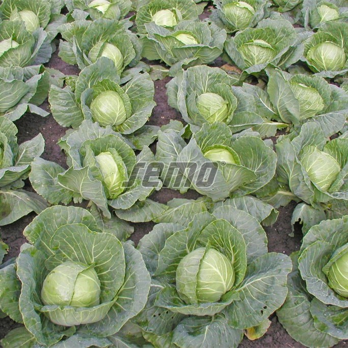 420730.jpg