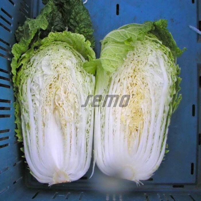 KĀPOSTI, Ķīnas - CONCORD F1 - 0.02 kg - Image 2