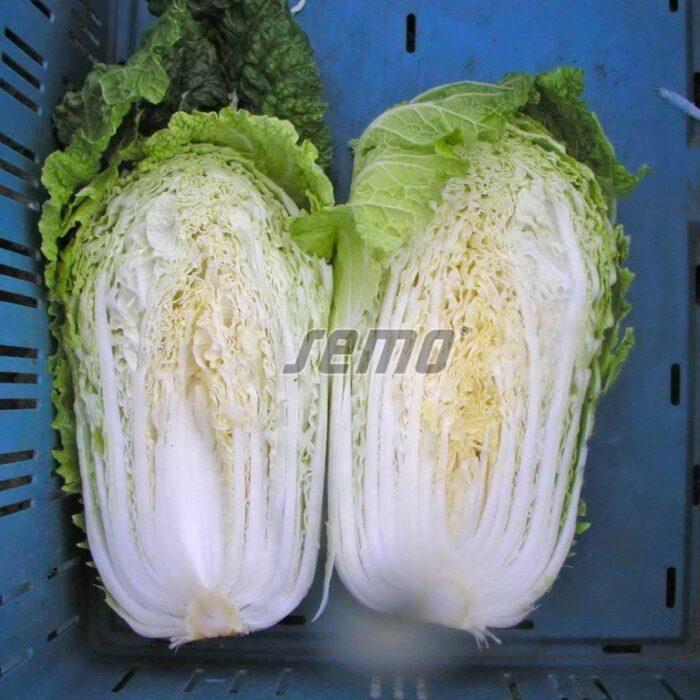 KĀPOSTI, Ķīnas - CONCORD F1 - 2500 sēklas - Image 2