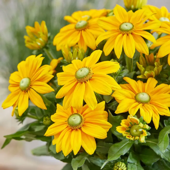 RUDBECKIA Sunbeckia Ophelia - Image 2