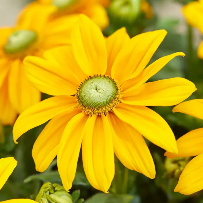 RUDBECKIA Sunbeckia Ophelia - Image 3