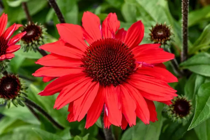 ECHINACEA SunMagic Vintage Hot Red - Image 2