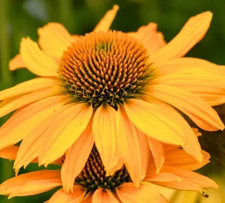 ECHINACEA SunMagic Vintage Mango - Image 2
