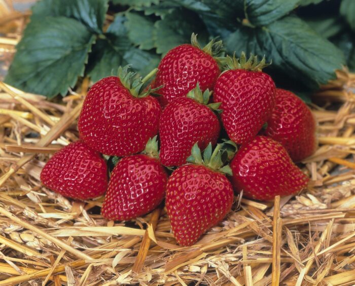 FRAGARIA Elan White - Image 2