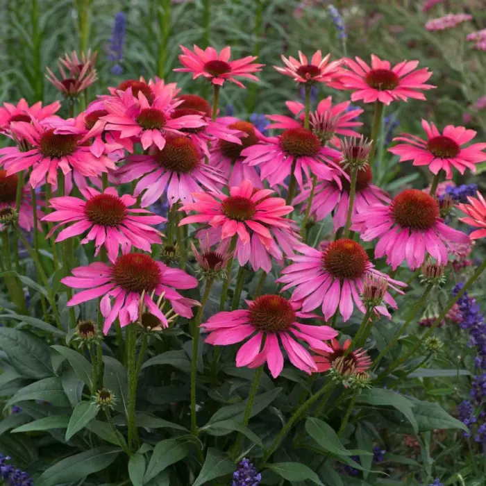 ECHINACEA SunMagic Vintage Pink - Image 2