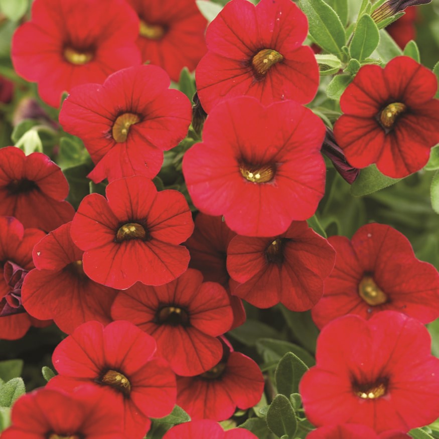 Annual_Calibrachoa-Superbells-Red
