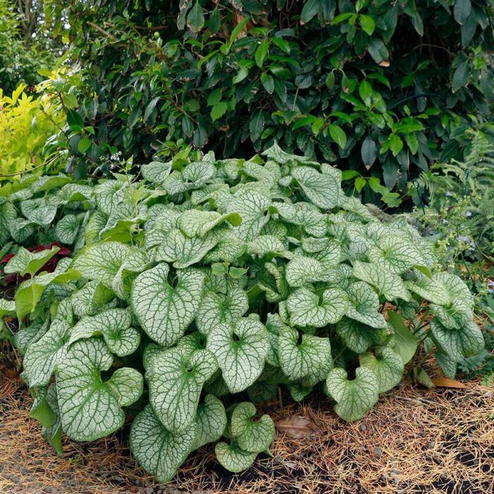 Brunnera Alexandr's Great - Image 4