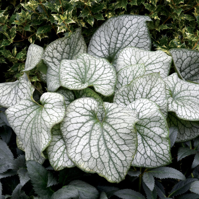 Brunnera Alexandr's Great - Image 2