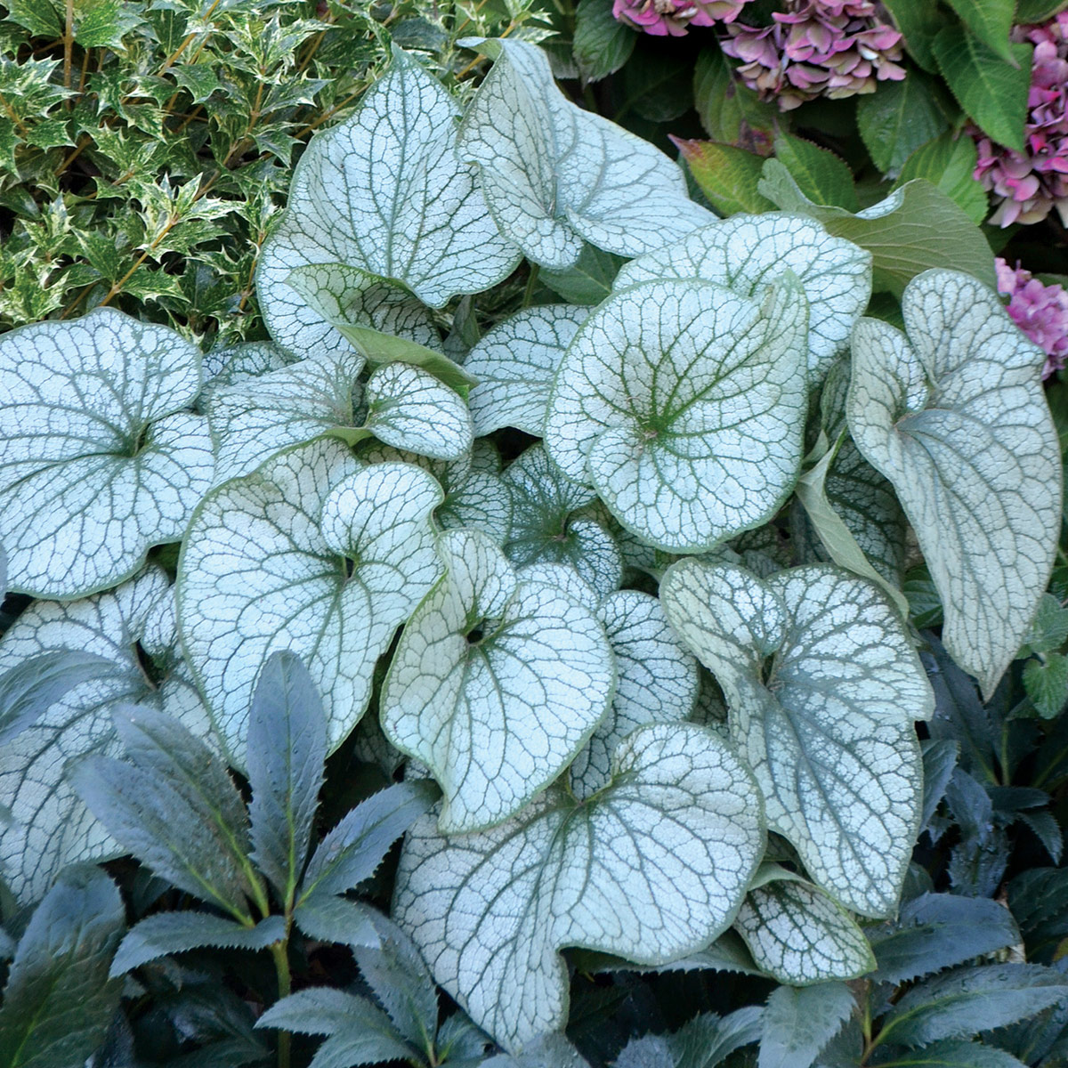 Brunnera-Alexanders-Great-3