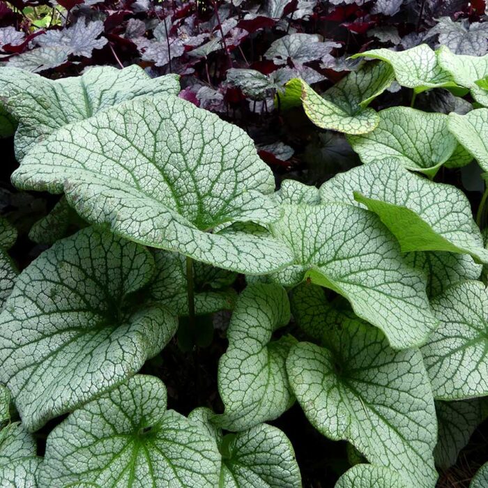 Brunnera Alexandr's Great - Image 3