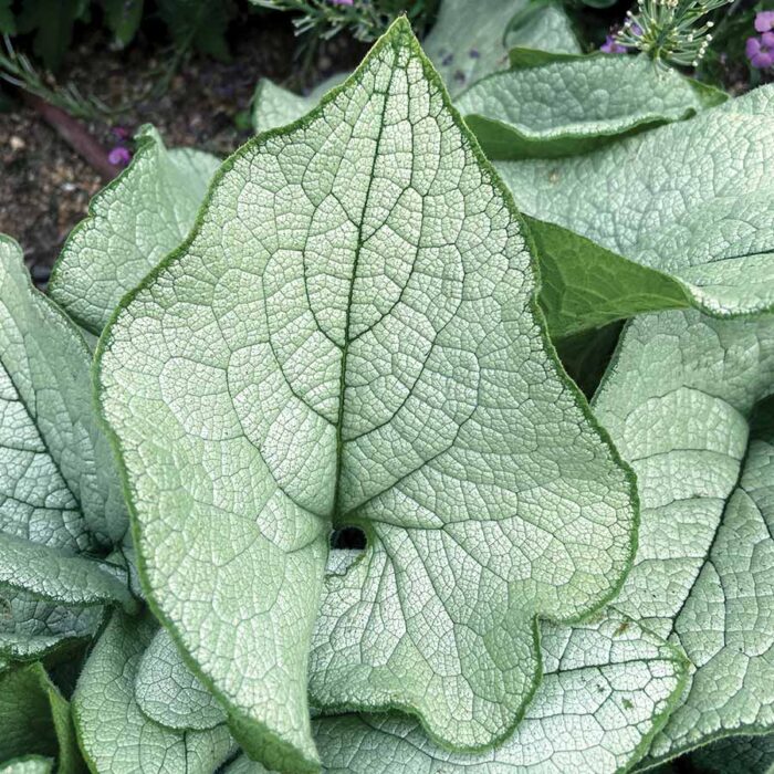 Brunnera Alexandria - Image 2