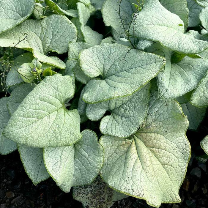 Brunnera Alexandria - Image 3
