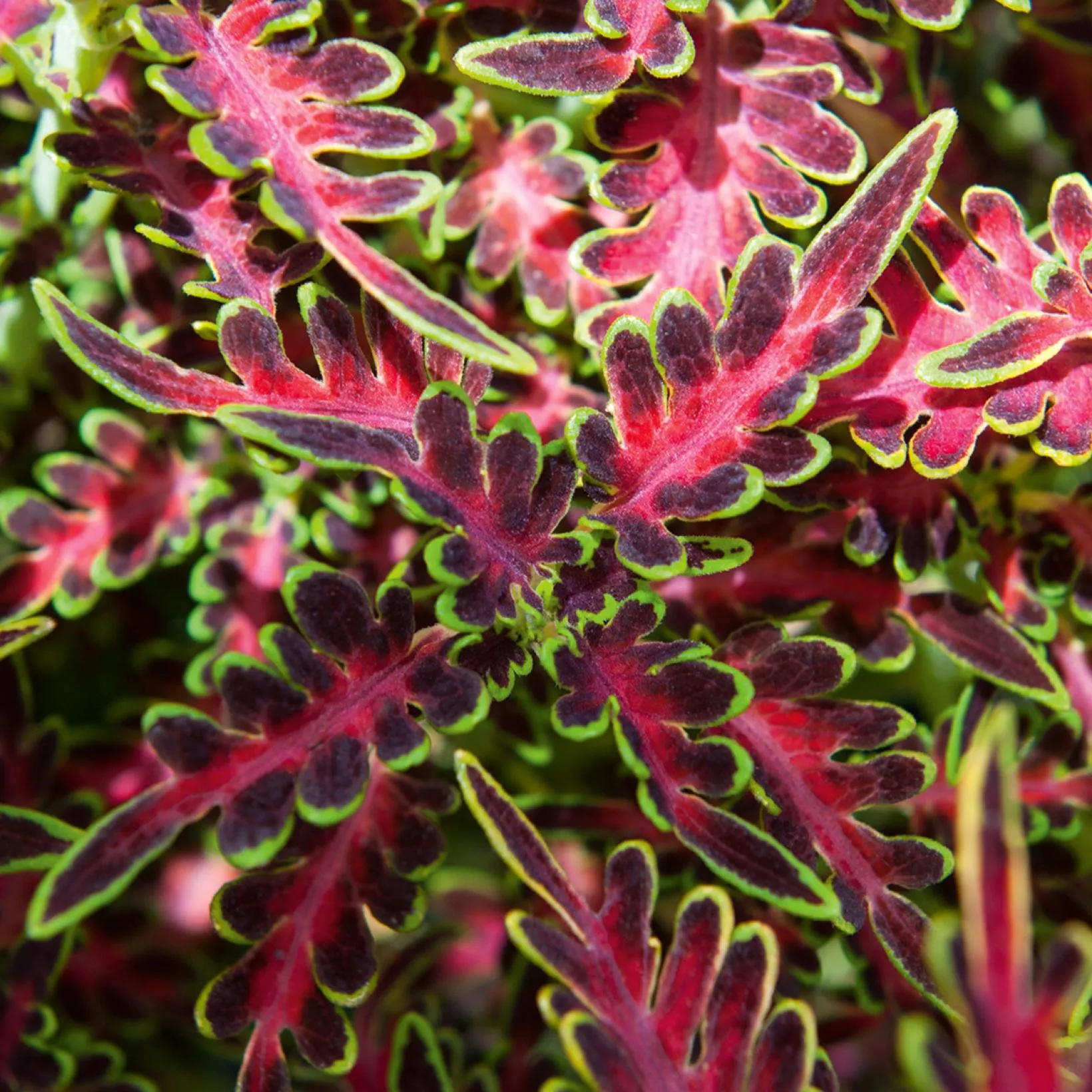 Coleus-tropical-feather-IF-25322-1
