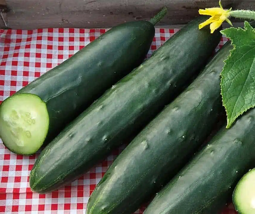 Cucumis-sativus-Murza-F1-1.jpg