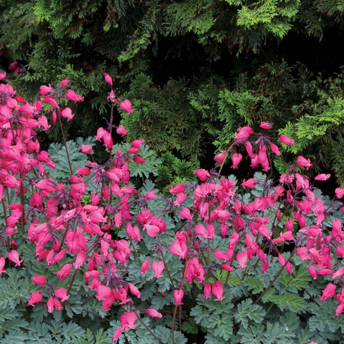 DICENTRA Amore Rose - Image 2
