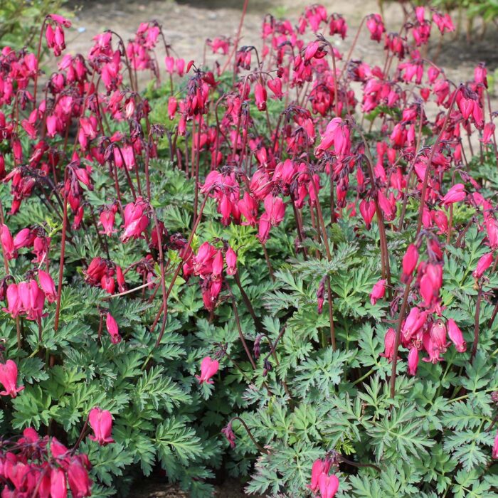 DICENTRA Amore Rose - Image 3