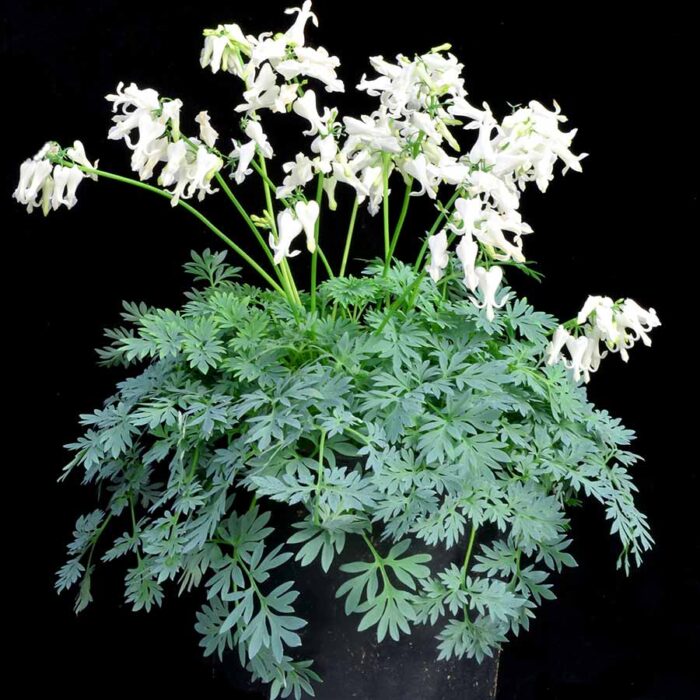 DICENTRA Amore Titanium - Image 2