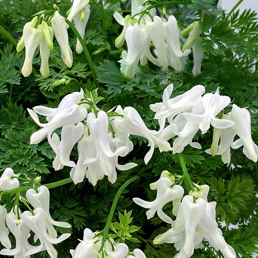 Dicentra-Amore-Titanium-6