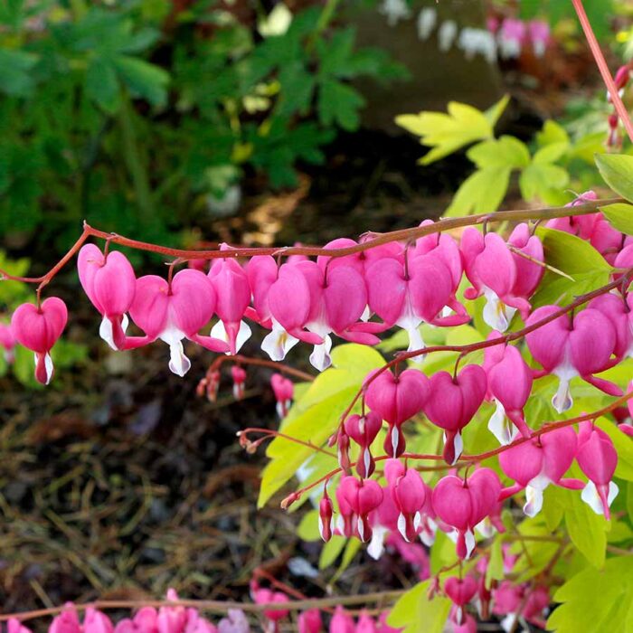 DICENTRA Gold Heart - Image 2