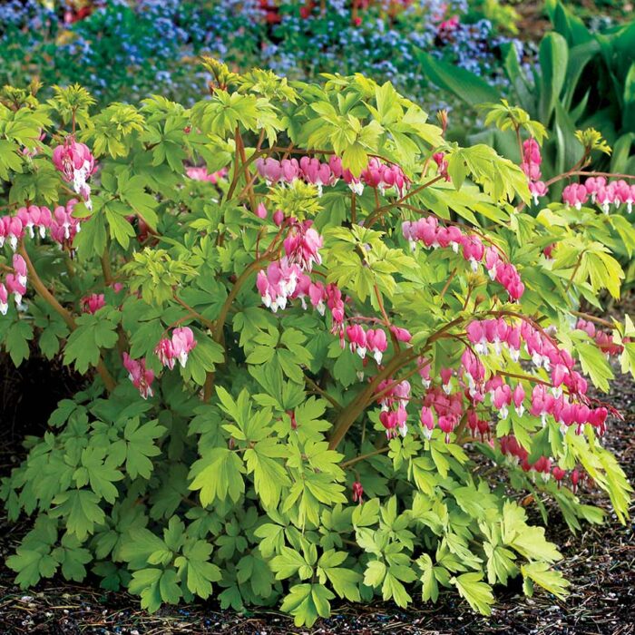 DICENTRA Gold Heart - Image 3