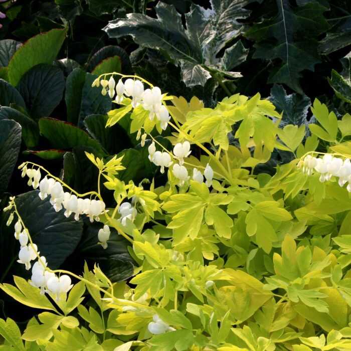 DICENTRA White Gold - Image 2