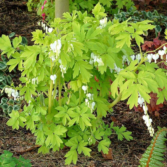 DICENTRA White Gold - Image 3