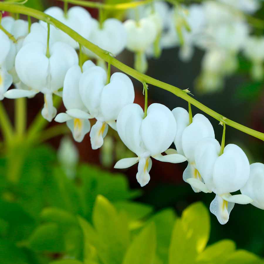 Dicentra-White-Gold-8