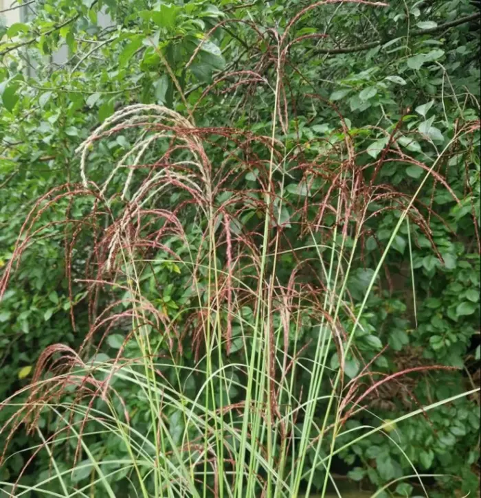 MISCANTHUS Silver Cloud - Image 2