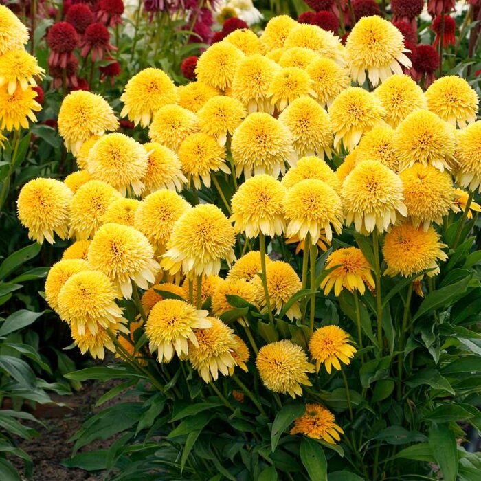 ECHINACEA Cara Mia Yellow - Image 2