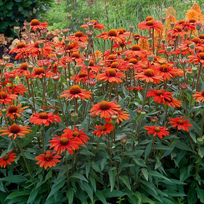 ECHINACEA Kissmet Intence Orange - Image 2