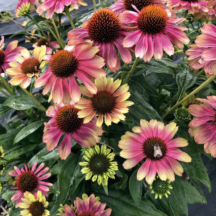 ECHINACEA Kissmet Pink Lemonade - Image 2