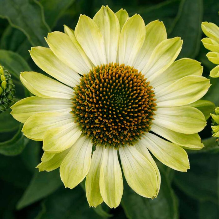 ECHINACEA Prima Lime - Image 2
