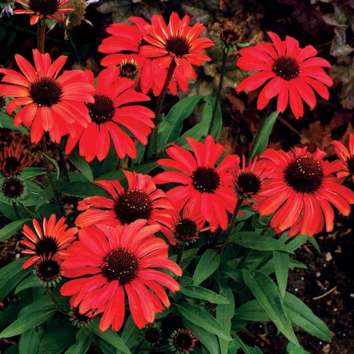 ECHINACEA Prima Ruby - Image 2