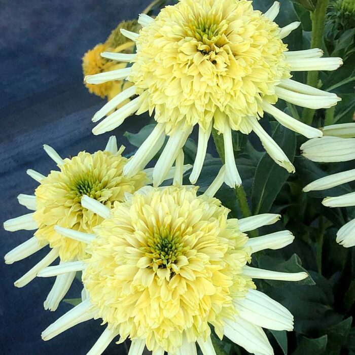 ECHINACEA Zenith - Image 2